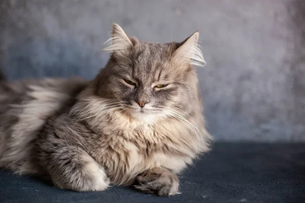 美丽可爱的蓬松毛茸茸的灰色条纹家猫 黄色的眼睛坐在黑暗的背景上 兽医诊所 猫的图片 有选择的重点 案文的篇幅 — 图库照片