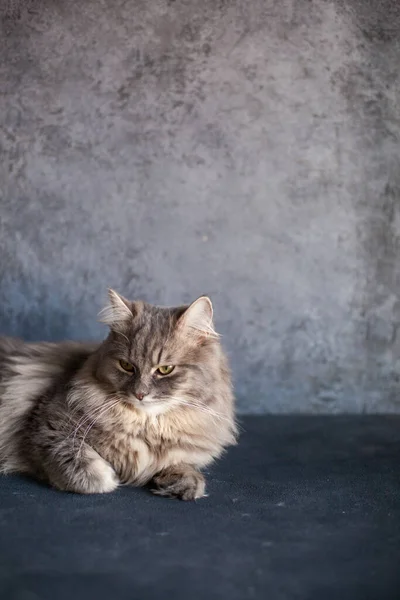 곱슬곱슬 줄무늬가 아름다운 고양이과 동물의 어두운 배경에 사진과 고양이에 사이트입니다 — 스톡 사진