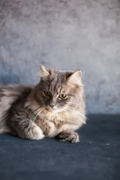 Beautiful Cute Fluffy Woolly Shaggy Striped Gray Domestic Cat Yellow — Stock Photo, Image