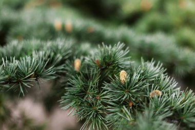 Yeşil iğneli ladin köknar köknarı kabarık dalları, yakın plan dikenli, genç kahverengi koniler. Evergreen ağaçlar noel dokusu konsepti. Arkaplan ve pankart için kullan.