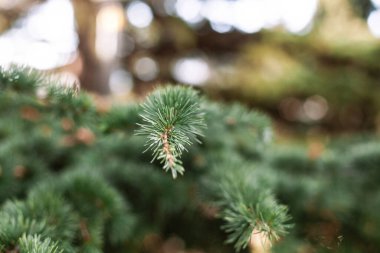 Yeşil iğneli ladin köknar köknarı kabarık dalları, yakın plan dikenli, genç kahverengi koniler. Evergreen ağaçlar noel dokusu konsepti. Arkaplan ve pankart için kullan.