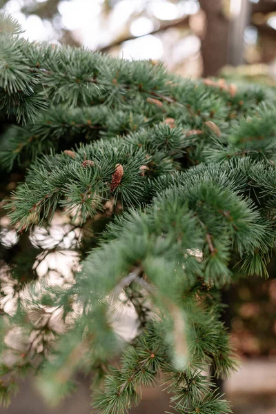 Spruce Pine Cedar Fir Fluffy Branches Green Needles Prickles Close — Stock Photo, Image