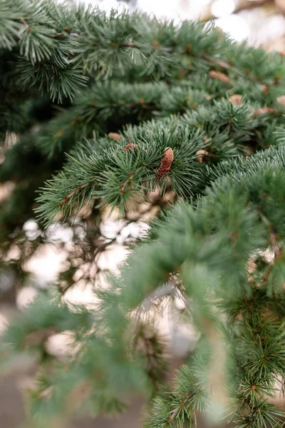 Spruce Pine Cedar Fir Fluffy Branches Green Needles Prickles Close — Stock Photo, Image