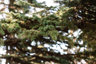 Yeşil iğneli ladin köknar köknarı kabarık dalları, yakın plan dikenli, genç kahverengi koniler. Evergreen ağaçlar noel dokusu konsepti. Arkaplan ve pankart için kullan.