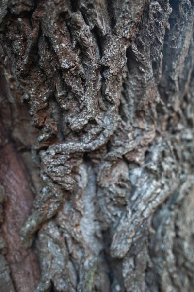 Embossed Bark texture of old tree wood pattern detail, macro photography. Nature Panoramic photo of the tree texture surface abstract background, use for natural texture tree background