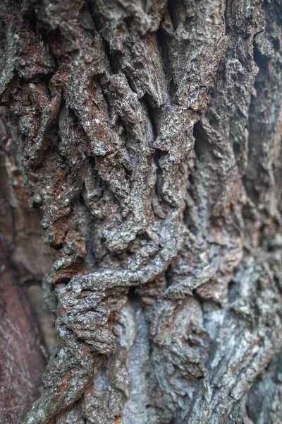 Embossed Bark Texture Old Tree Wood Pattern Detail Macro Photography — Stock Photo, Image