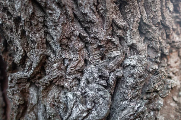 Embossed Bark texture of old tree wood pattern detail, macro photography. Nature Panoramic photo of the tree texture surface abstract background