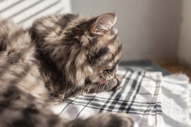 Evcil, uzun saçlı, yeşil gözlü, güneşli, güneşli, güneşli, güneşli bir kedi. Seçici yumuşak odaklanma. Evde kedi var. Veteriner klinikleri, evcil hayvanlarla ilgili siteler.