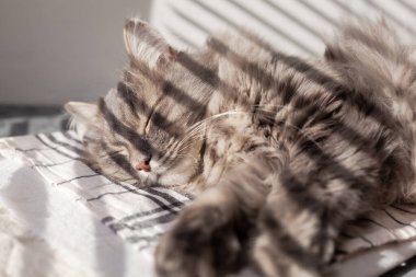 Evcil, uzun saçlı, yeşil gözlü, güneşli, güneşli, güneşli, güneşli bir kedi. Seçici yumuşak odaklanma. Evde kedi var. Veteriner klinikleri, evcil hayvanlarla ilgili siteler.