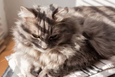 Evcil, uzun saçlı, yeşil gözlü, güneşli, güneşli, güneşli, güneşli bir kedi. Seçici yumuşak odaklanma. Evde kedi var. Veteriner klinikleri, evcil hayvanlarla ilgili siteler.