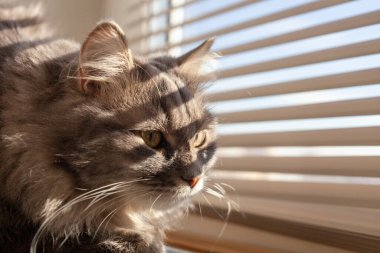 Evcil, uzun saçlı, yeşil gözlü, güneşli, güneşli, güneşli, güneşli bir kedi. Seçici yumuşak odaklanma. Evde kedi var. Veteriner klinikleri, evcil hayvanlarla ilgili siteler.