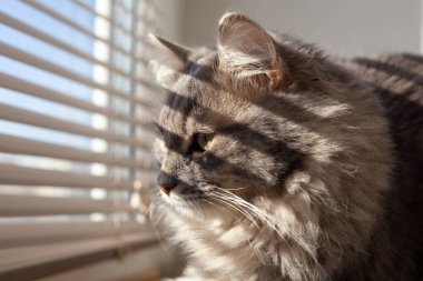 Evcil, uzun saçlı, yeşil gözlü, güneşli, güneşli, güneşli, güneşli bir kedi. Seçici yumuşak odaklanma. Evde kedi var. Veteriner klinikleri, evcil hayvanlarla ilgili siteler.