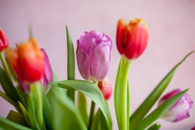 Doku arka planında pembe ve turuncu lalelerden oluşan taze bahar buketi. Tebrik kartı konsepti. seçici yumuşak odaklanma. Metin için boşluk.