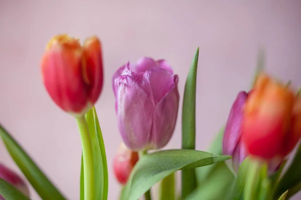 Frischer Frühlingsstrauß Aus Rosa Und Orangen Tulpen Auf Texturhintergrund Konzept — Stockfoto