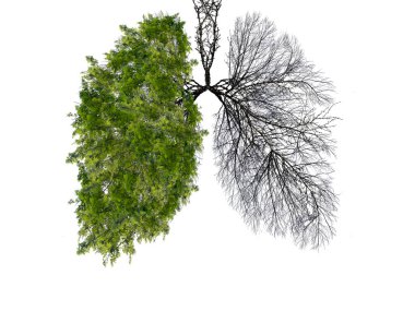 Beyaz arka planda soyut akciğer silueti. Ağaçlar gezegenin akciğerleridir. Hava arındırma. Ekolojik kavram. Ağaç dalı. Zatürree ve bronşit kavramı.