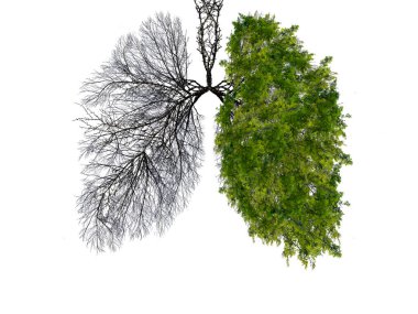 Beyaz arka planda soyut akciğer silueti. Ağaçlar gezegenin akciğerleridir. Hava arındırma. Ekolojik kavram. Ağaç dalı. Zatürree ve bronşit kavramı.