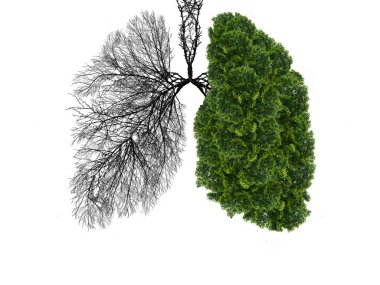 Beyaz arka planda soyut akciğer silueti. Ağaçlar gezegenin akciğerleridir. Hava arındırma. Ekolojik kavram. Ağaç dalı. Zatürree ve bronşit kavramı.