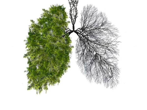 Abstract Silhouette Lungs White Background Trees Lungs Planet Air Purification — Stock Photo, Image