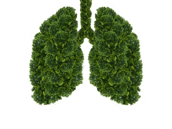 在白色背景下的肺特征分析 树木是地球的肺 空气净化 生态概念 健康的肺 — 图库照片