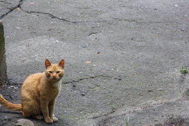 Gözlerinin etrafında çizikler olan bir evcil hayvan.