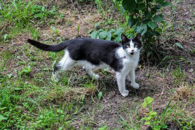 Terk edilmiş pis hayvan. Yeşil gözlü sokak kedisi