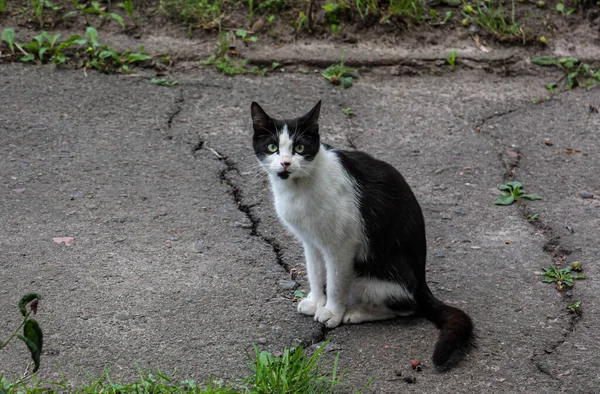 Övergivna smutsiga husdjur. Gatukatt med gröna ögon — Stockfoto