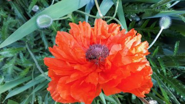 Doğulu gelincik yakın plan. Büyük kırmızı bir çiçekte bir arı sürünüyor. Böcek gelinciği döller. Çiçek yemyeşil.