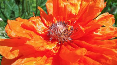 Doğulu gelincik yakın plan. Büyük kırmızı çiçek. Yeşillik. Makro