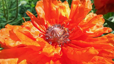 Doğulu gelincik yakın plan. Büyük kırmızı çiçek. Yeşillik. Güneşli bir gün. Makro