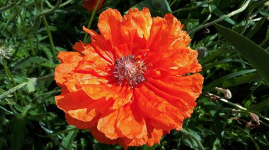 Doğulu gelincik yakın plan. Büyük kırmızı çiçek. Yeşillik. Güneşli bir gün