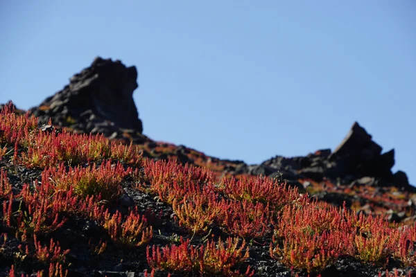 Pequena árvore na primavera na ilha de Nea Kameni, Santorini . — Fotografia de Stock