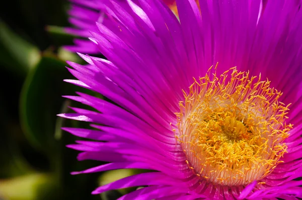 Carpobrotus succulente installatie met roze bloemen — Stockfoto