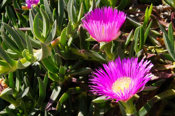 Carpobrotus succulente installatie met roze bloemen — Stockfoto