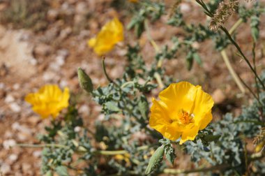 Sarı kır çiçeği Cape Sounion, Yunanistan