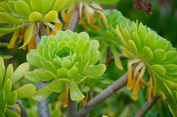 Houseleek in mykonos, griechenland. — Stockfoto