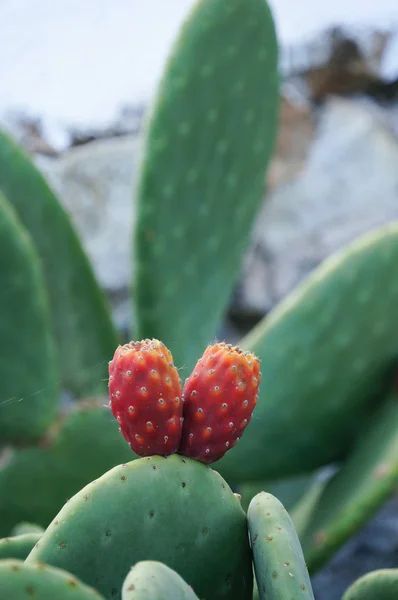 Cactus de pera espinosa con frutas en Mykonos, Grecia . —  Fotos de Stock