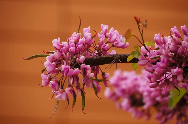春のクローズ アップの東部アメリカハナズオウの木の小さな花 — ストック写真