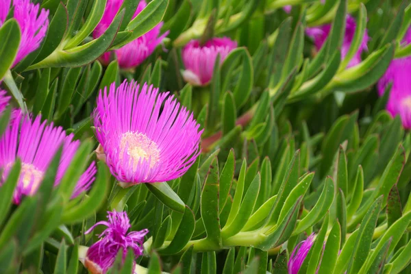 Paarse bloem van een Carpobrotus chilensis — Stockfoto