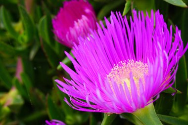 Carpobrotus chilensis Mor çiçek 