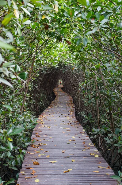 Wooden bridge through the mangrove reforestation in Petchaburi — Stock Photo, Image