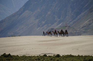 Camels rover on sand dune, nubra valley, India clipart