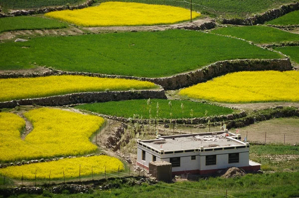 Rape field and traditional Tibet house in Ladakh, India — Stock Photo, Image