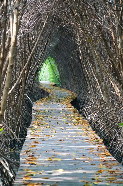 Dřevěný most přes mangrovových zalesňování v Petchaburi — Stock fotografie