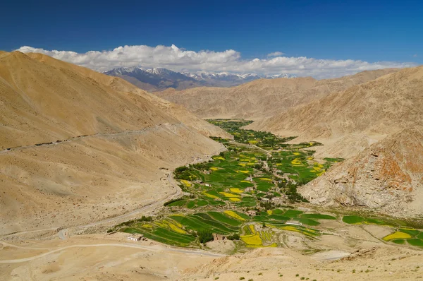 High mountain valley with yellow rape fields  in Ladakh  ,  India — Stockfoto