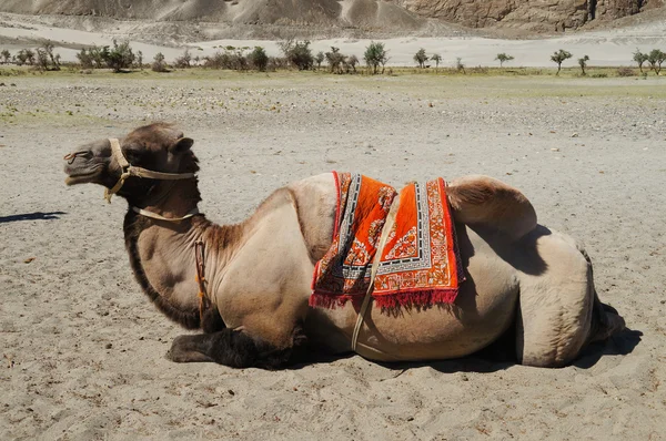 Camellos bactrianos en el Himalaya. Pueblo Hunder, Valle Nubra, Indi — Foto de Stock