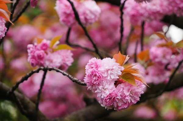 Bela sakura na primavera, Genebra — Fotografia de Stock