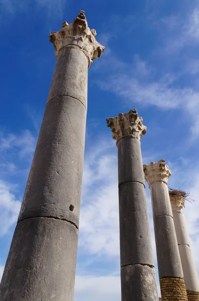 Volubilis - Ruinas de la basílica romana en Marruecos — Foto de Stock