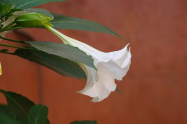 Marakeş'ın Medine'de güzel beyaz çiçek