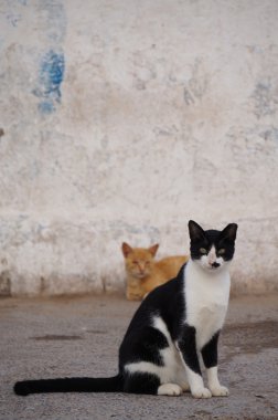 Cute black and white cat,Essaouira