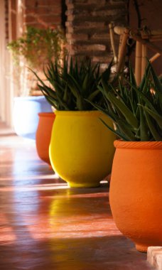 Colorful tree pots in n Marrakesh, Morocco